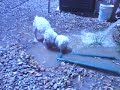 Maybelle plays in the pool backwash