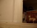 videos de Vegas Chihuahua Achilles