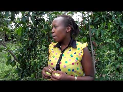 how to fertilize passion fruit