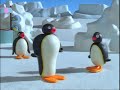 Green Eyed Pingu