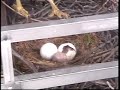 Baby Hawk hatches on tv station\