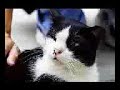Team work?? Dogs and Cats?