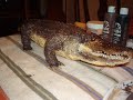 GATOR: Behind the scenes - stop motion animation