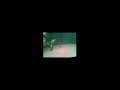 Fahaka vs fiddler crab