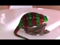 Camaleon cambiando de color