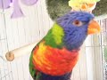 Tootsie Talks Rainbow Lorikeet Tootsie Talks Rainbow Lorikeet