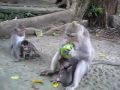 A Monkey Stole My Mango