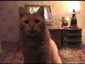 Talking Cat Vlog: Earth to Nerk Talking Cat Vlog: Earth to Nerk