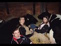 dairy cow show dairy cow show