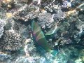 Papageifische