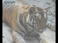 Ranthambore Ranthambore