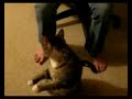 Waving Hi From The Cat
