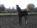Hengstfohlen v. Sir Donnerhall-Quidam`s Rubin