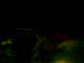 videos de VICA DE LOCA 2