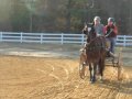 Young horse learning driven dressage