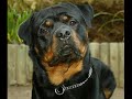 rotties