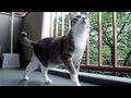 Cat-s-Tail