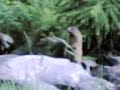 Marmot using loud whistles to communicate Marmot using loud whistles to communicate