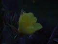 Blume \"Tag und Nacht\" entfaltet sich