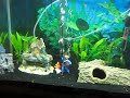 my first planted tank3 low light