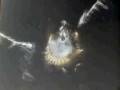 PIGEON HITS WINDOW LEAVES IMAGE