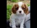 Winston - Cavalier King Charles Spaniel - The Early Weeks.