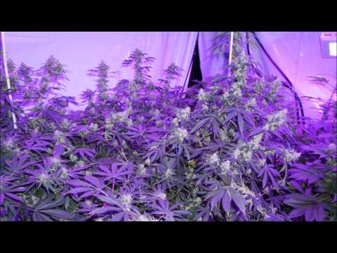 how to grow 2 lbs per light