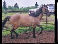 Maggie May the Kiger Mustang Maggie May the Kiger Mustang