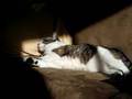 Kitty sunning on couch