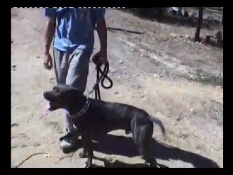 Brutus, Obediência
