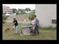 Brutus, Obedi�ncia