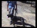 Brutus, Obediência
