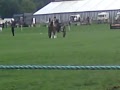 Merlin at Chatsworth Country Fair, 2009
