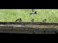 Boeren Zwaluw Voedering Boeren Zwaluw Voedering