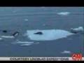 Smart Orcas
