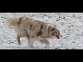Sharky in the Snow