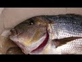 Dentex 6kg and 2kg