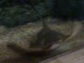 Acuario en temaiken