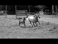 Arabian Filly FOR SALE