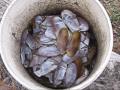 Razor Clam Cleaning - A How To with a Special Trick!