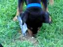Carlitox correteando