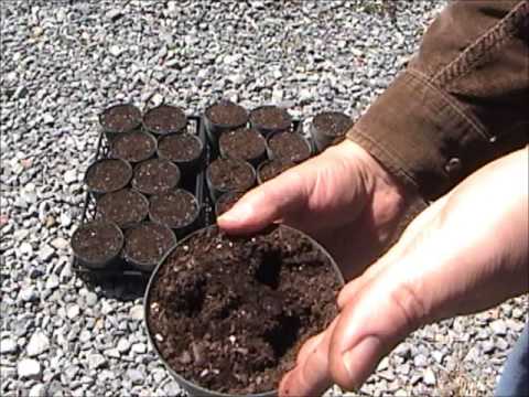 how to grow luffa from seed