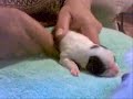 # 56    ( Puppys, tree days old )
