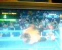 wwe