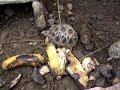 little turtle