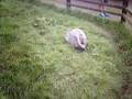 Emus at Sewerby Hall, Bridlington