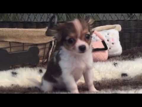 GORGEOUS LONGHAIR CHIHUAHUA FEMALE PUPPY
