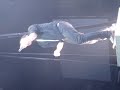 Simple Plan Live - The End