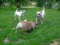 boulam bouledogue anglais et bull terrier boulam bouledogue anglais et bull terrier
