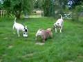 boulam bouledogue anglais et bull terrier